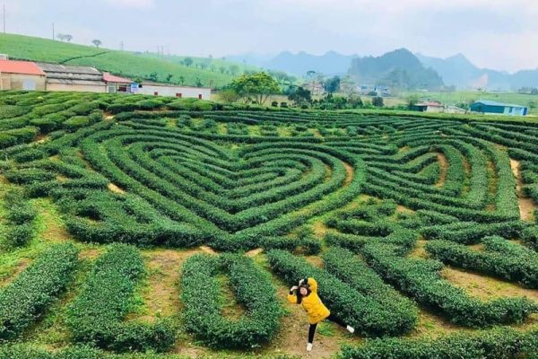 Tour Thái Nguyên - Mộc Châu 2 ngày 1 đêm - ĐỒI CHÈ TRÁI TIM