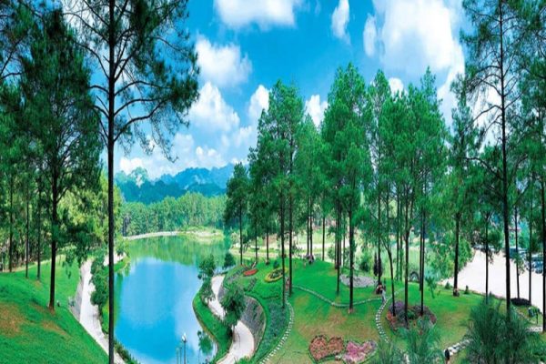 Rừng thông bản Án trong tour ghép mộc châu